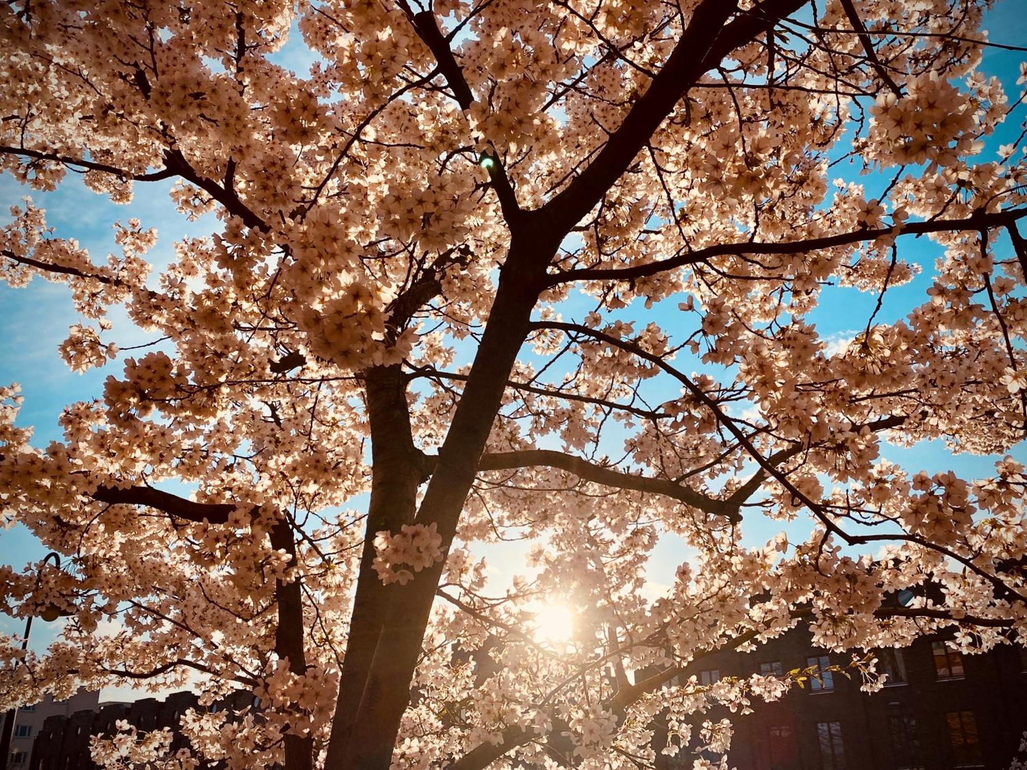 Schoene Aussichten Mitten In Berlin - Il Sole Экстерьер фото